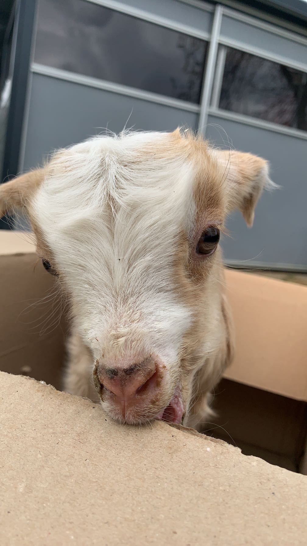 Bild von einer Ziege