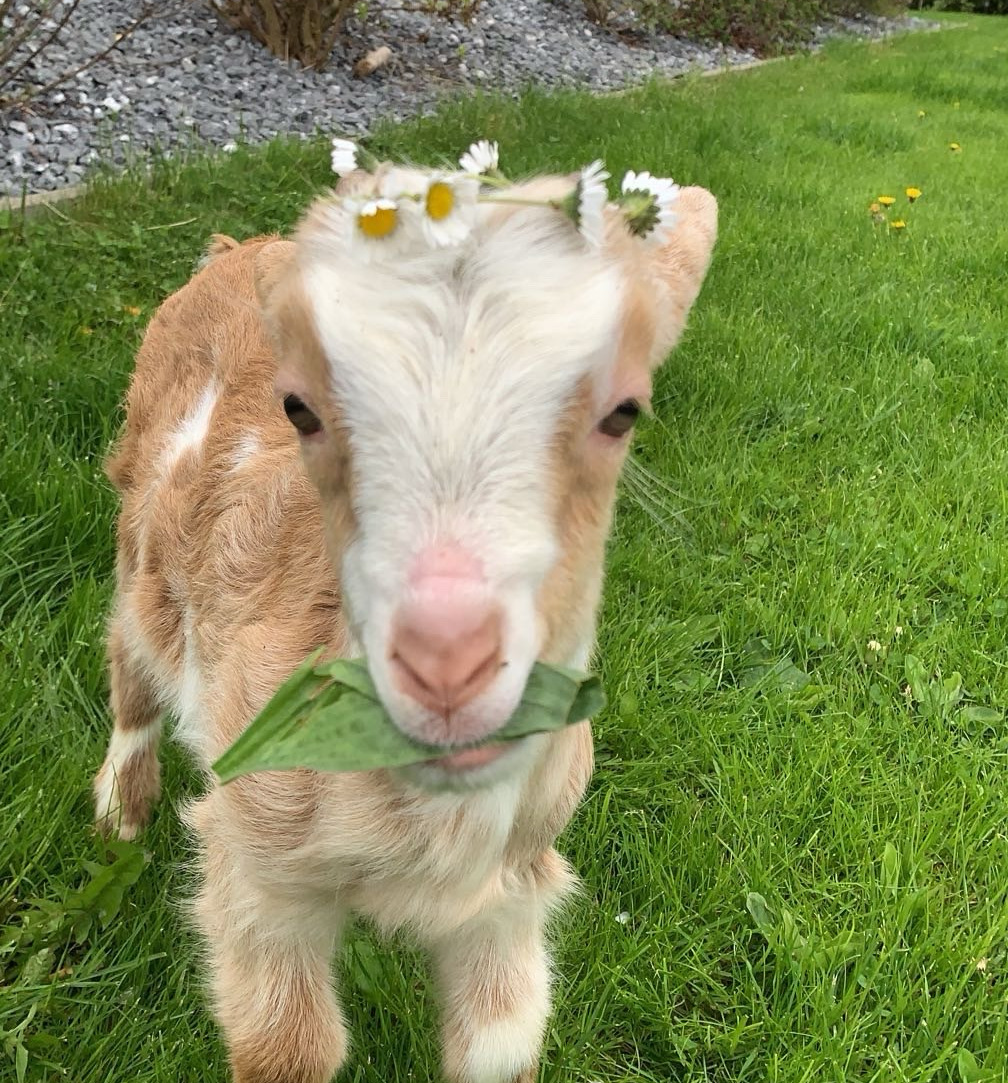 Bild von einer Ziege