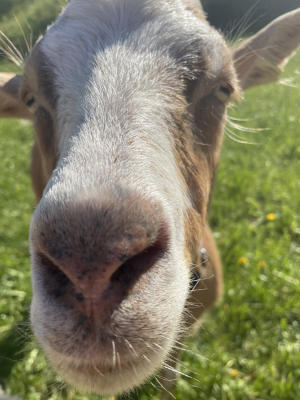 Bild von einer Ziege