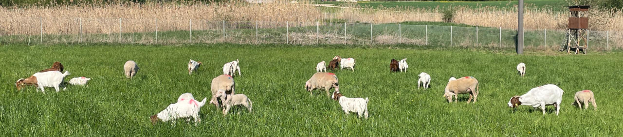 Titelbild mit Schafen und Ziegen