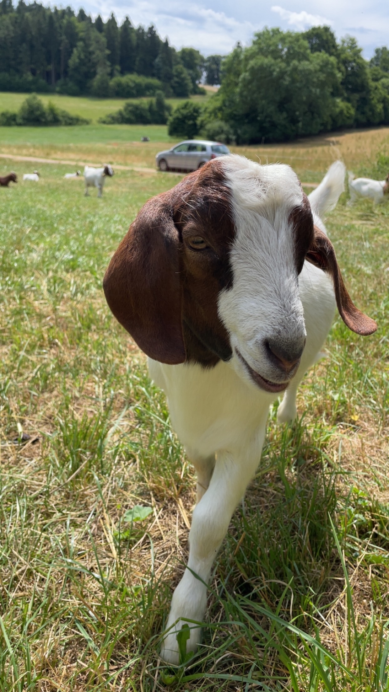 Bild von einer Ziege