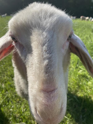 Bild von einem Schaf