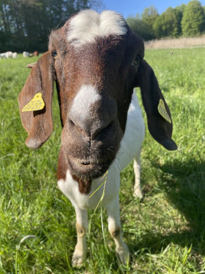 Bild von einer Ziege