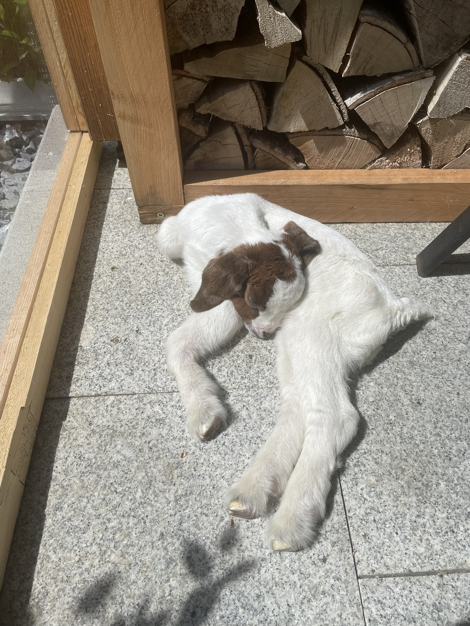 Bild von einer Ziege