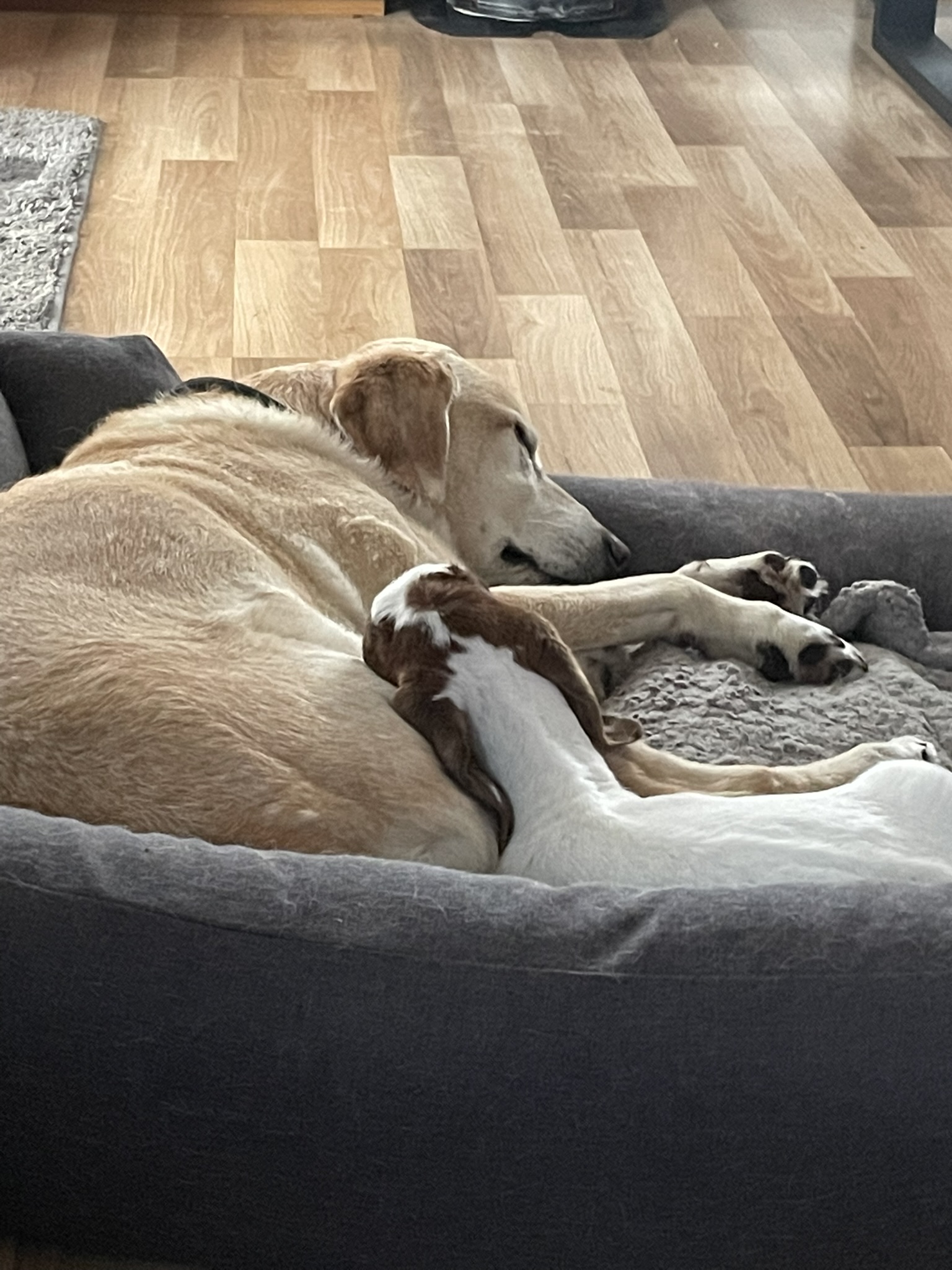 Bild von einer Ziege