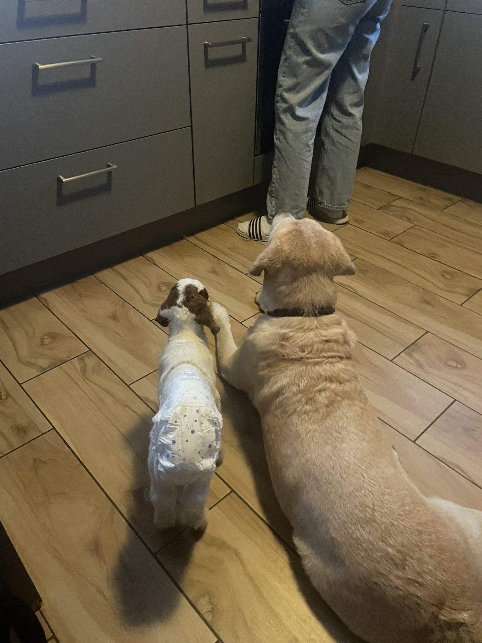 Bild von einer Ziege