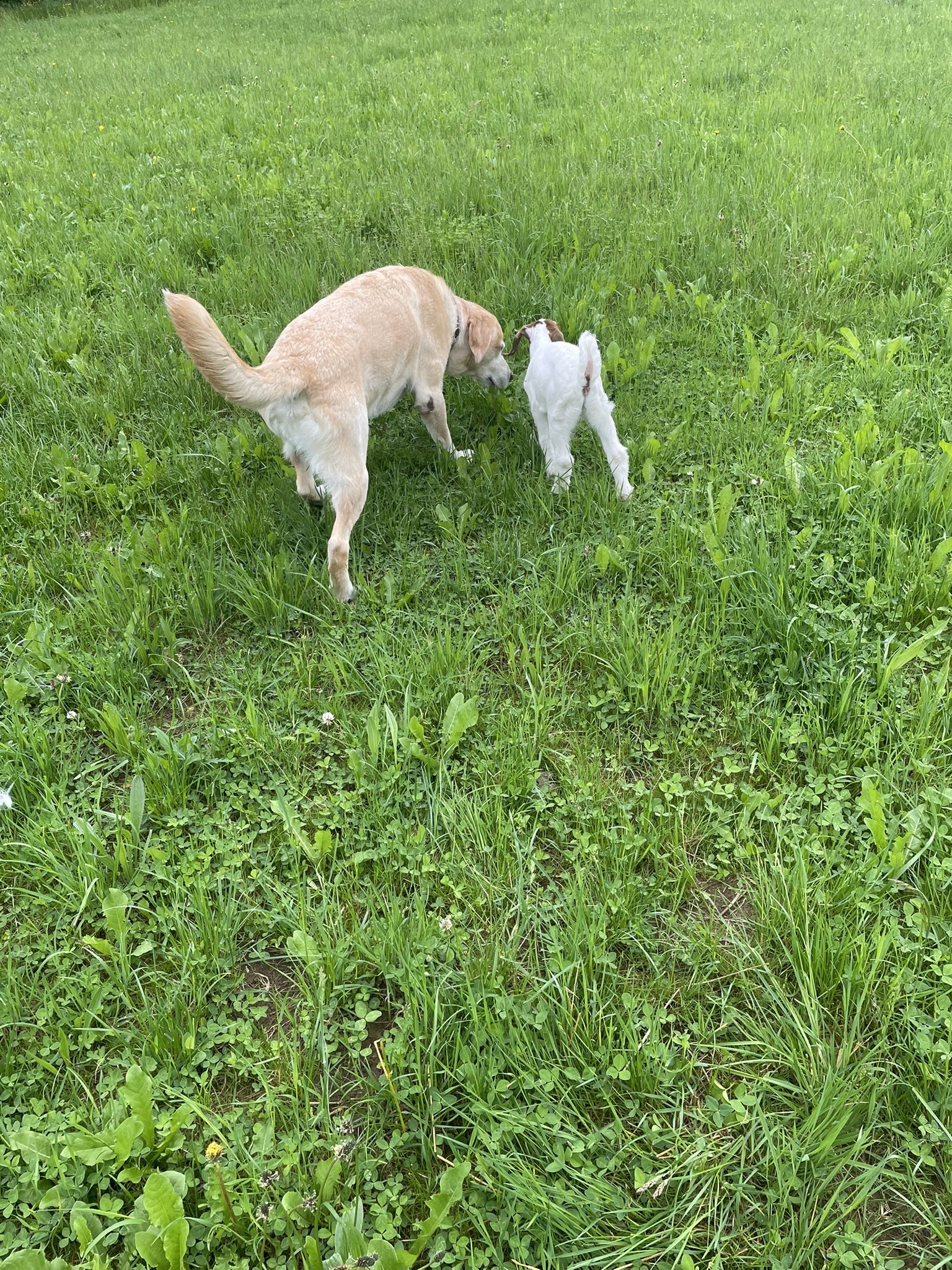 Bild von einer Ziege