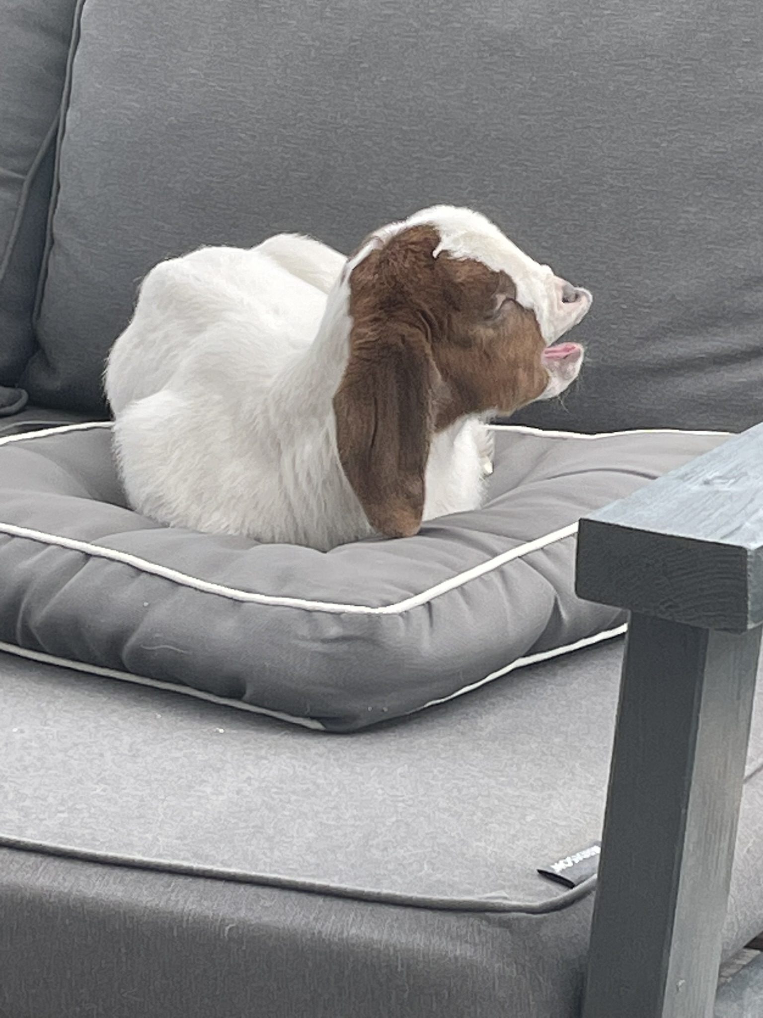 Bild von einer Ziege